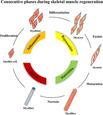 Advance in Drug Delivery for Ageing Skeletal Muscle